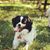 Lindsey Shapiro's profile image