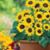 Vera Joan Fornander's profile image