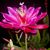 Crystal Huynh's profile image