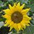 Pam Beckner's profile image