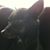 Ann Elise Arrieta's profile image