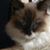 Kristin Kelly's profile image