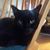 Rachel Wright's profile image