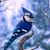 Carol Vorpahl's profile image