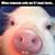 Damion Helgrave's profile image