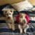 Vaughn Yamadog Ali's profile image