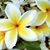 Dawn Hotchkiss's profile image