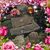 Sally Nill's profile image