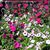 Sunshine Farm Garden's profile image