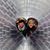 Julie Merrill's profile image