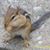 Tracey Allen Deskin's profile image