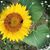 Edie Mongold's profile image