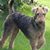 Tracy Lullo's profile image