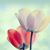 Marcela Iorio's profile image