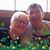 Phyllis Bushman's profile image