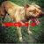 Zachary Mega Canine's profile image