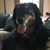Pam Goff Hoeg's profile image