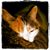 Angie Bosch's profile image