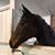 Wendy Wentorf Owens's profile image