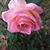 Susie Luedke's profile image