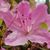 Carolyn Lawry Burnside's profile image