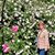 Corina Balan's profile image
