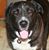Carole Zalar's profile image