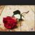Aurora Medina's profile image