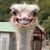 Kram Onaffets's profile image