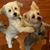 Karin Lampkin's profile image