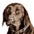 Dale Bernstein's profile image