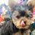 Barbara Gulik's profile image