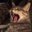 Scott Blanchard's profile image