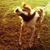 Janet Belan Merkt's profile image