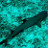 Edge Diving's profile image