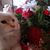 Linda Wheat's profile image