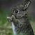 Kim Scheerer's profile image