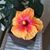 Sally Bacon's profile image