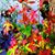 Donna J Lippert's profile image