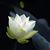 Gloria Ivonne Santiago's profile image