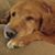Lynn Strevig's profile image