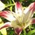 Heather White Stafford's profile image