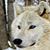 Artemis Volk's profile image