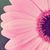 Stacey Stover's profile image