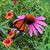 Judy Adamec's profile image