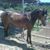Jáuregui Chava's profile image