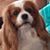Charlotte Cotham Boice's profile image