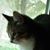 Lesley Hoenig's profile image