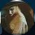 Bisma Ali's profile image