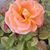 Sue Ellen Henderson's profile image